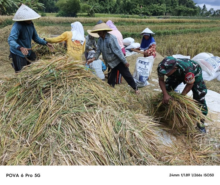 Dukung Swasembada Pangan Lokal, Babinsa Oro Oro Ombo Dampingi Panen Petani