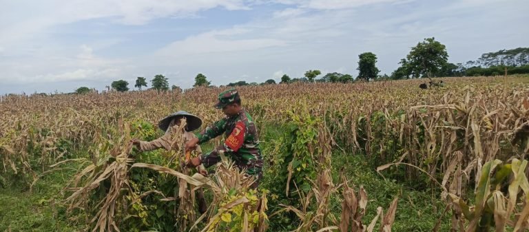 Dukung Swasembada Pangan, Babinsa Grati Kawal Panen Jagung Milik Petani