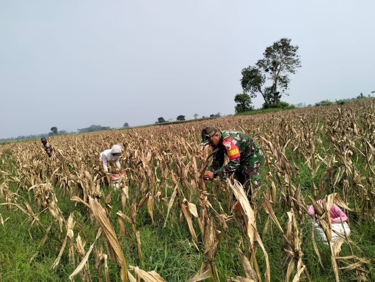 Peran Babinsa dalam Panen Jagung, Wujud Dukungan Ketahanan Pangan Nasional