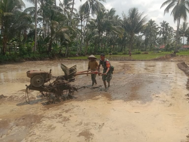 Babinsa Ranuwurung Turun Sawah, Wujudkan Dukungan Nyata pada Warga Petani