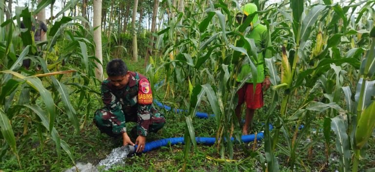 Sinergi Babinsa Madurejo dan Kelompok Tani: Optimalkan Pengairan Lahan Jagung di Dusun Dompyong