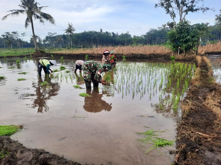 Dukung Petani Lokal, Babinsa Sumberjati Turut Serta dalam Penanaman Padi di Kelompok Tani Surya Intan