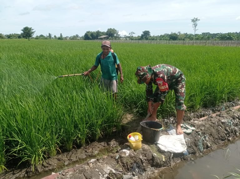 TingkatkanProduktivitas Padi, Babinsa Tegalrego Dukung Petani Lakukan Perawatan TanamanPadi