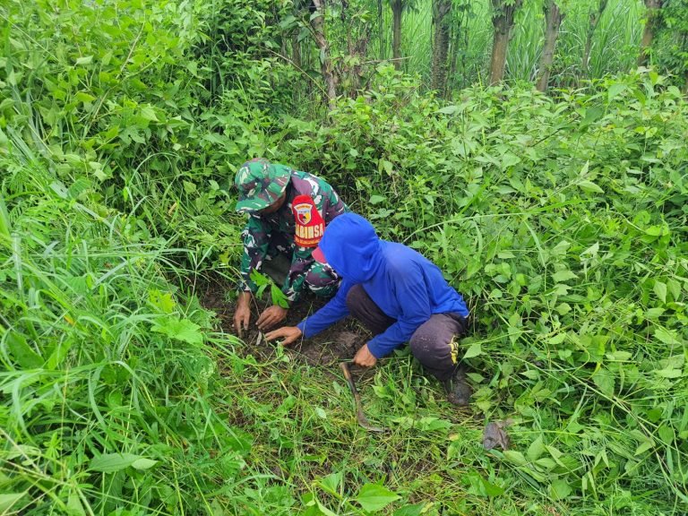 Jaga Kelestarian Lingkungan Babinsa Kebonagung Bersama Warga Laksanakan Penanaman Pohon Sukun