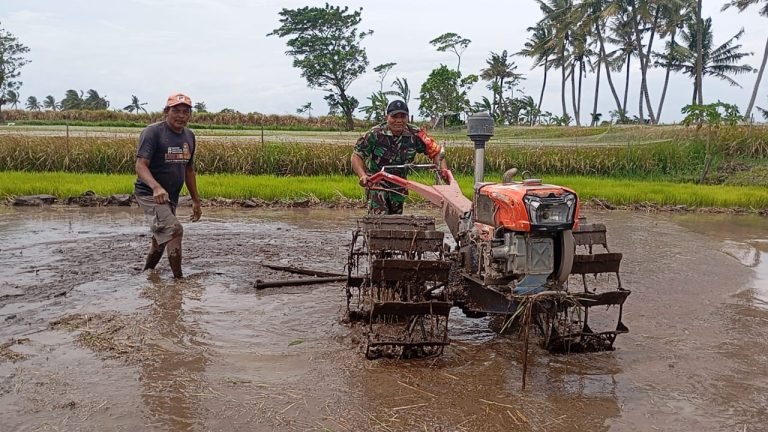 SinergisitasTNI dan Petani: Babinsa Tempeh Kidul Percepat Luas Tambah Tanam