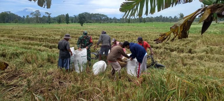 Panen Padi di Wilayah: Babinsa Sumbersuko Berperan Aktif dalam Pendampingan Petani