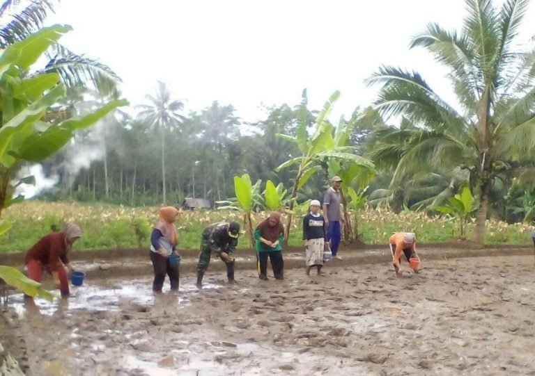BabinsaPandansari Dukung Swasembada Pangan Lewat Pendampingan Tanam Padi di PoktanGempol Makmur