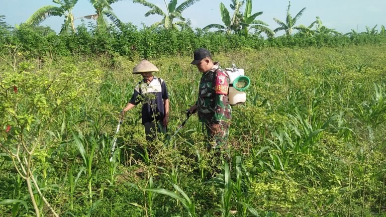 Pendampingan Babinsa Kalidilem dalam Bantu Penyemprotan Lahan Jagung