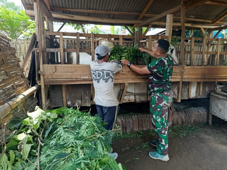 Di Tengah Renovasi RTLH, Personel TMMD ke-123 Bantu Warga Beri Makan Ternak