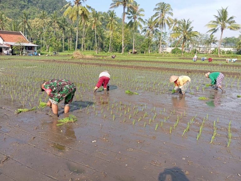 Turun ke Sawah, Babinsa Nguter Bantu Petani Optimalkan Tanam Padi