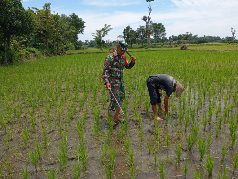 Wujud Pendampingan, Babinsa Pandanarum Bantu Penyemprotan Tanaman Padi
