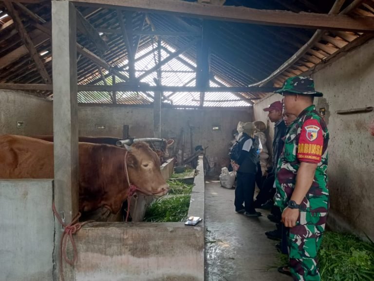 Pendampingan Vaksinasi Sapi, Babinsa Mangunsari Wujudkan Kesehatan Ternak Optimal