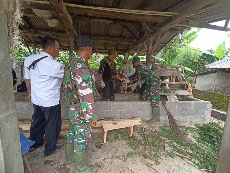Penyuntikan Hewan Ternak di Desa Burno, Danki SSK TMMD ke-123 Dampingi Tim Medis