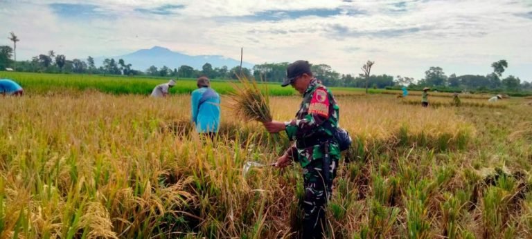 Pendampingan Babinsa Tekung, Panen Padi di Dusun Krajan Capai 2,5 Ton