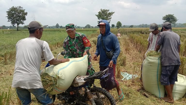 Panen Padi di Grati: Babinsa dan Petani Bersinergi Tingkatkan Produktivitas
