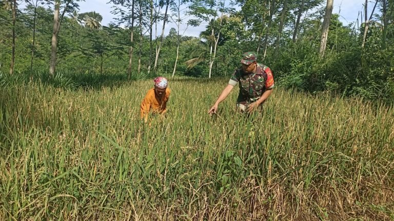 Dukung Ketahanan Pangan, Babinsa Tunjung Dampingi Perluasan Tanam Padi Gogo di Lahan Sekar Tanjung