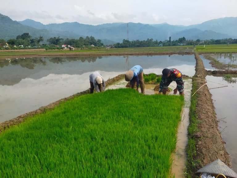 Dukung Ketahanan Pangan, Babinsa Tempursari Dampingi Percepatan Tanam Padi