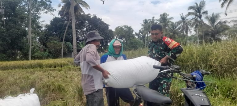 Panen Padi Berlimpah! Babinsa Mojosari Terus Dukung Petani