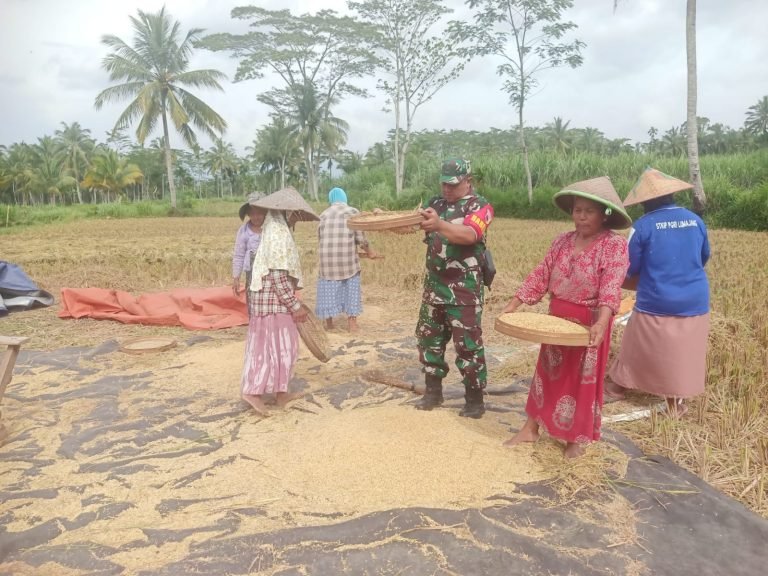 Kolaborasi Babinsa Kudus dan Petani, Dorong Optimalisasi Serapan Gabah