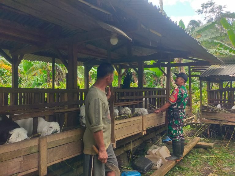 Sentuhan TNI di Sektor Peternakan: Babinsa Dampingi Warga Rawat Kambing