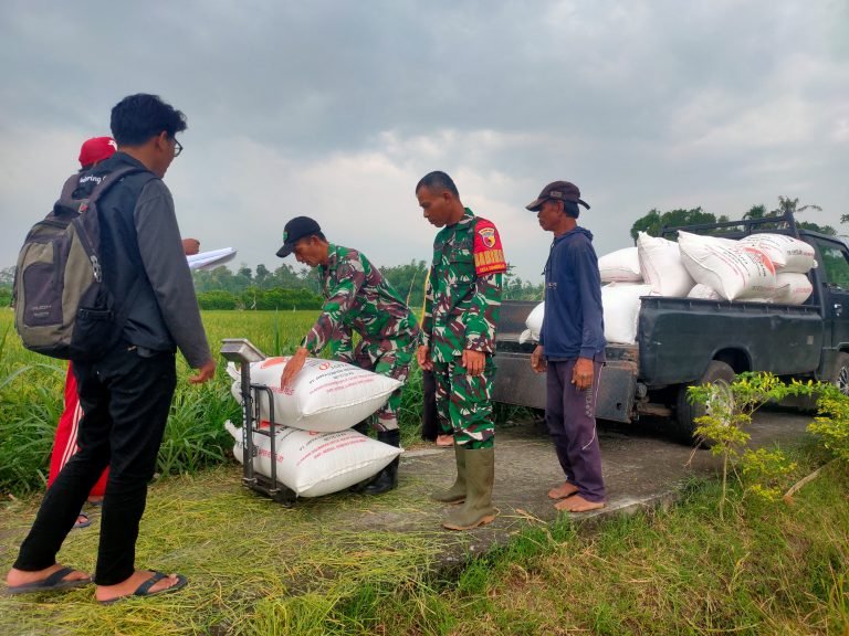 Pastikan Ketahanan Pangan, Babinsa Kawal Sergap di Desa Sumbersari