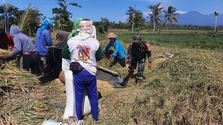 Panen Padi Bersama Babinsa, Petani Dusun Suco Rasakan Kehadiran TNI di Tengah Masyarakat