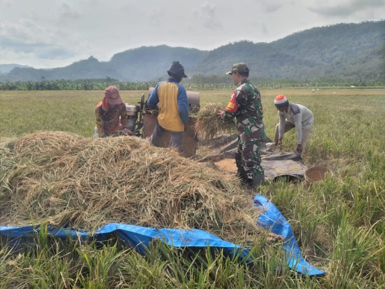 Serap Gabah Hasil Panen, Babinsa Tempursari Dukung Ketersediaan Pangan Lokal