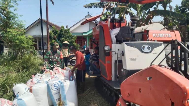 Sinergi TNI dan Petani, Babinsa Bantu Serapan Gabah di Lahan Poktan Suko Tani