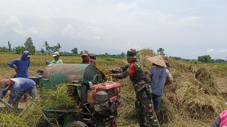 Perkuat Ketahanan Pangan, Babinsa Sumbersuko Dampingi Petani Serap Gabah