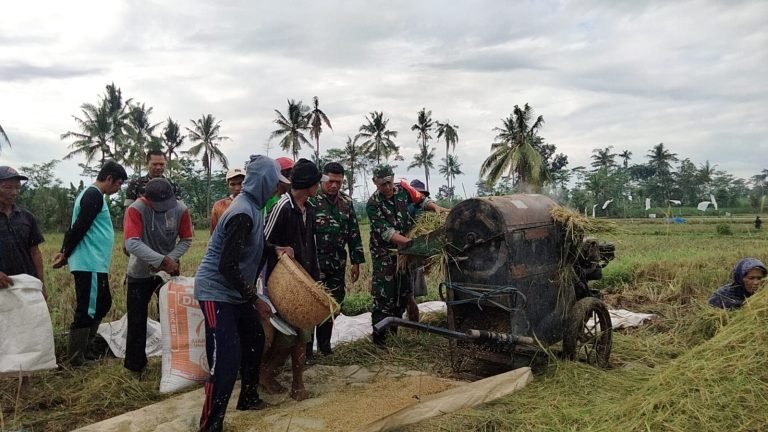 Bersama Petani, Babinsa Barat Optimalkan Serapan Gabah Musim Panen