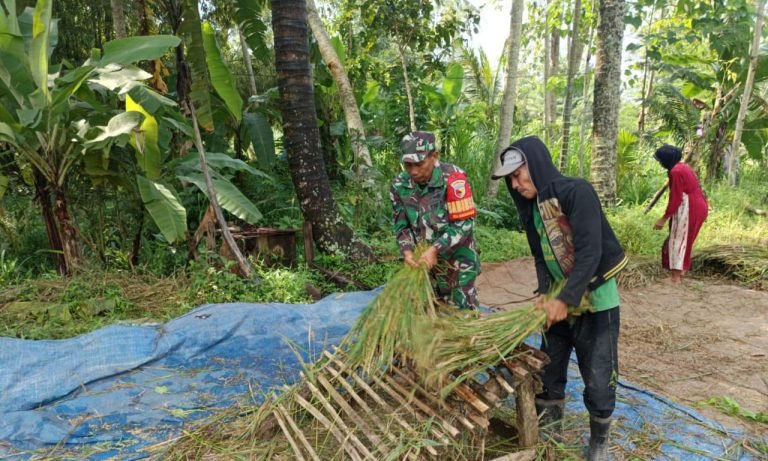 Sergap Mandiri, Babinsa Sawaran Kulon Turun Langsung Bantu Petani Panen Padi