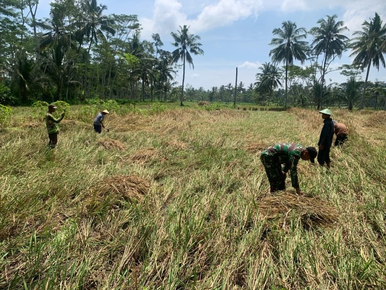 Sertu Eko Prasetyo Kawal Langsung Panen Padi Poktan Baru Muncul di Nguter