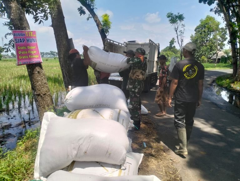 Panen 5 Ton Gabah, Babinsa Kebonagung Kawal Sergap di Lahan Poktan Tani Mulyo