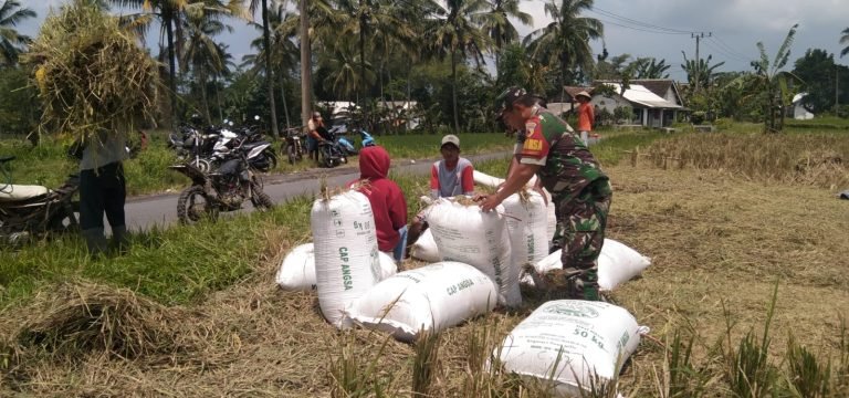 Pendampingan TNI dan Petani: Babinsa Kloposawit Kawal Sergap Mandiri
