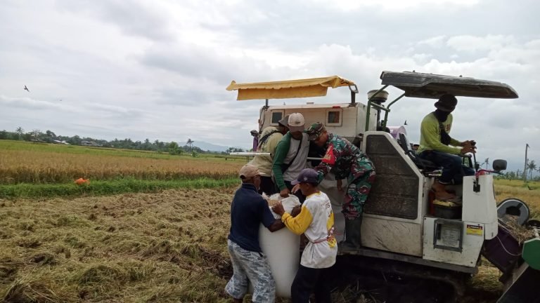 Babinsa Labruk dan Petani Bersinergi dalam Panen Padi di Poktan Ledeng Makmur 