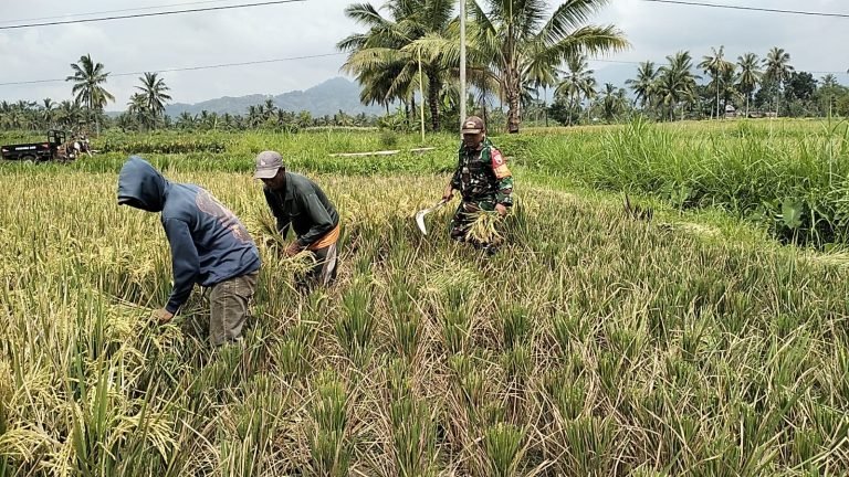 Tingkatkan Produksi Padi, Babinsa Bades Dampingi Petani Panen di Lahan 1,5 Hektare