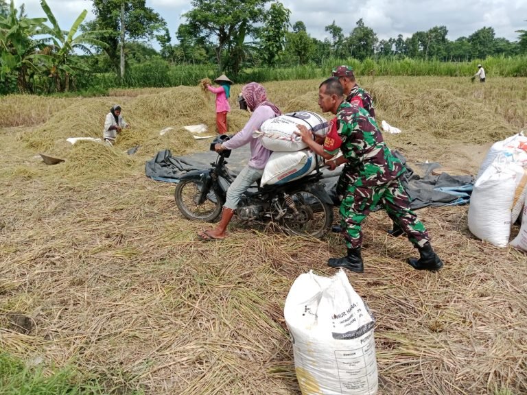 Babinsa Munder Dampingi Serapan Gabah di Lahan Poktan Setiyo Tani