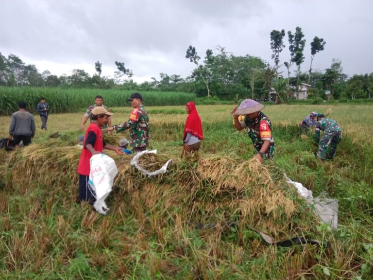 Jaga Kesejahteraan Petani, Babinsa Tempeh Tengah Dampingi Serapan Gabah 1,5 Ton