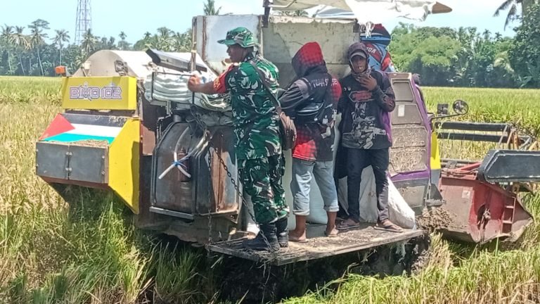 Ketahanan Pangan Terjaga, Babinsa Sukosari Aktif Damping Petani Panen Padi