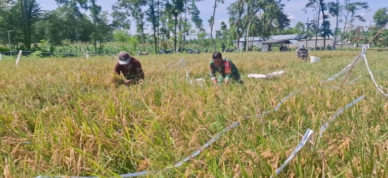 Serap Gabah Panen, Babinsa Karanglo Wujudkan Ketahanan Pangan Keluarga Petani