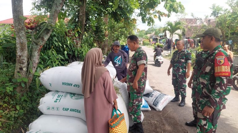 Sinergi TNI Sumbersuko dan Petani, 3,5 Ton Gabah Diserap dari Lahan Mojosari