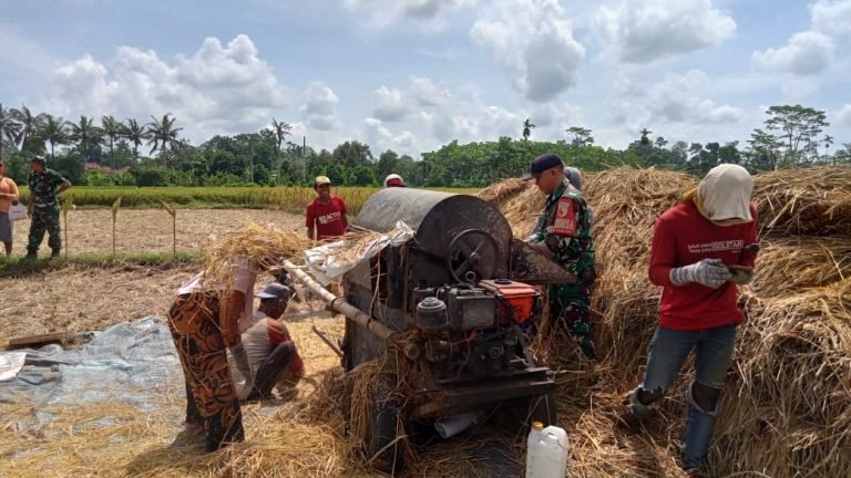 Panen 1,8 Ton Padi, Babinsa Tukum Dampingi Petani Tani Makmur di Tekung