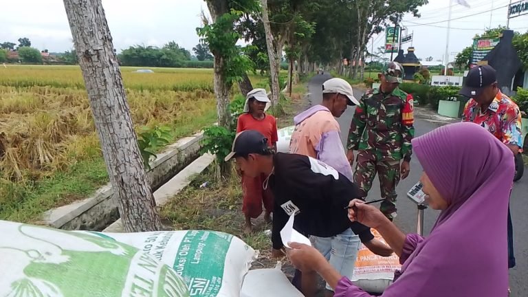 Pastikan Serap Gabah Sesuai, Babinsa Sumbersari Dampingi Panen di Kelompok Tani Setia Tani