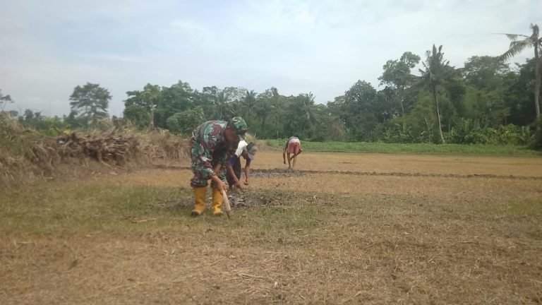 Poktan Sidomukti Jaya Bersama Babinsa Tanam Jagung, Petani Mojo Semangat