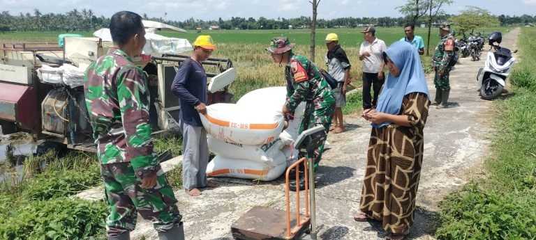 Peran Aktif Babinsa Wonorejo Melalui Pendampingan Panen Padi di Dusun Duko