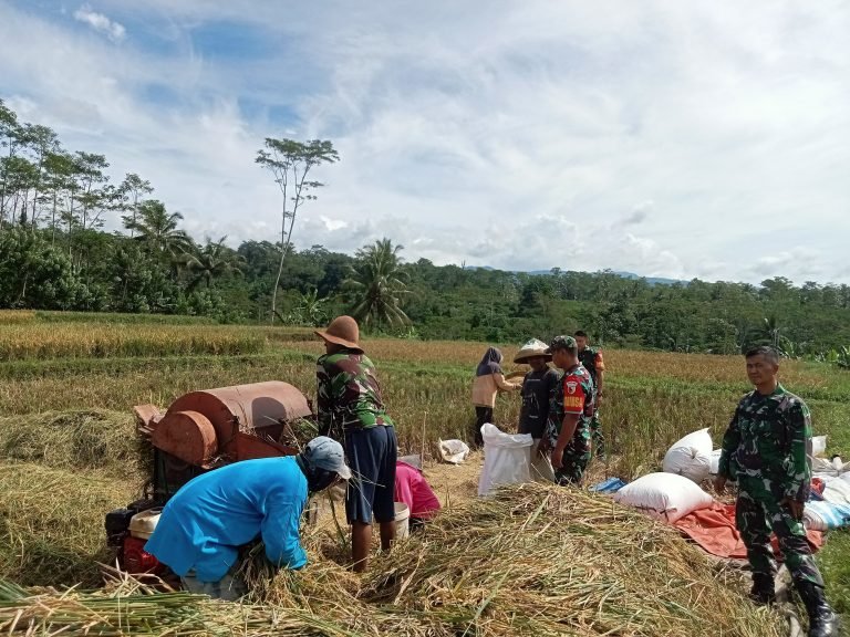 Kolaborasi TNI-Poktan Tani Makmur, Panen Padi Berjalan Sukses