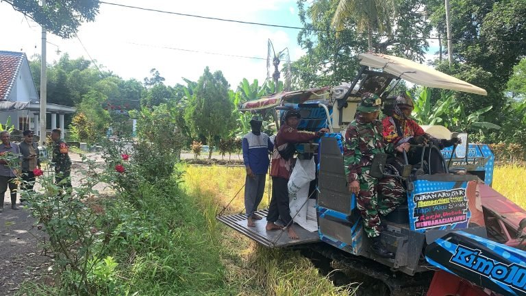 Panen Sukses di Condro, Sinergi Babinsa dan Petani Buahkan Hasil