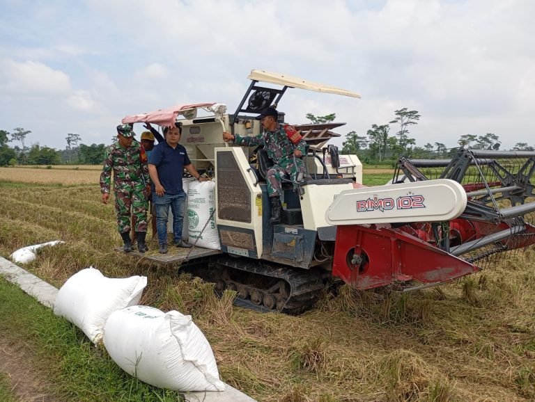 Percepat Penyerapan, Babinsa Besuk Dampingi Panen 1 Hektare Sawah Suko Makmur 