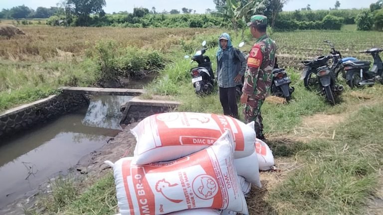 Dukung Ketahanan Pangan, Babinsa Pendampingan Serap Gabah Petani Yosowilangun Kidul 