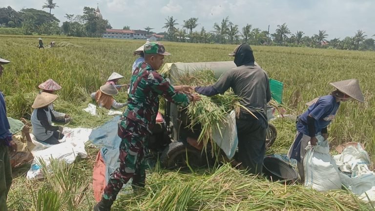 Wujudkan Ketahanan Pangan, Babinsa Rojopolo Dampingi Panen Kelompok Tani Cipta Jasa 